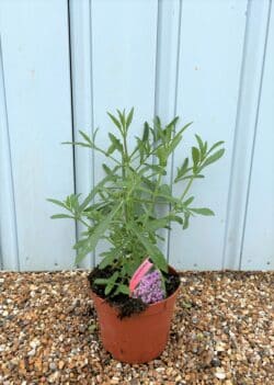 Verbena Bonariensis Potted Ground Cover 7929
