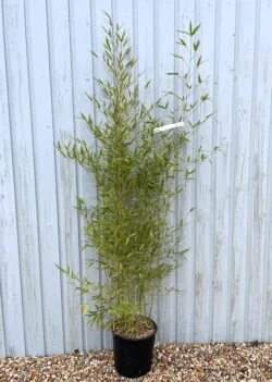 Bamboo Golden Potted Hedging 150-200cm 60-78in