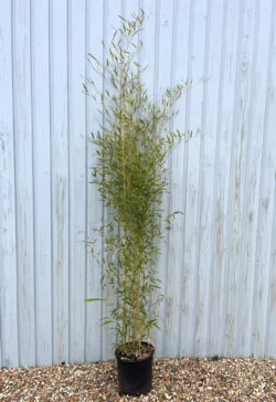 Bamboo Showy Yellow Groove Potted Hedging 150-200cm 60-78in