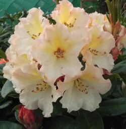 Hybrid Rhododendron Horizon Monarch Agm Potted Rhododendrons 20-30cm 96-0in