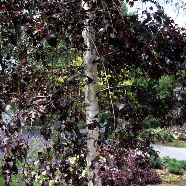 Betula Pendula Royal Frost Garden Trees Hopes Grove Betula Pendula Royal Frost Garden Trees Hopes Grove