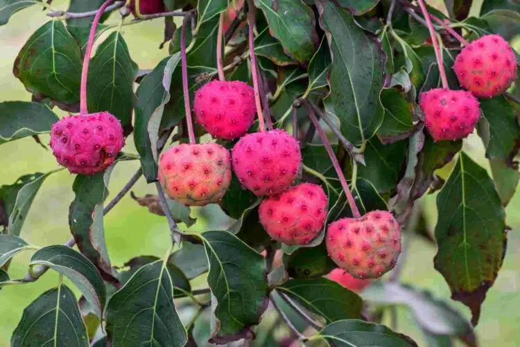 CERISE PINK FRUITS OF THE FLOWERING DOGWOOD CORNUS KOUSA CHINENSIS