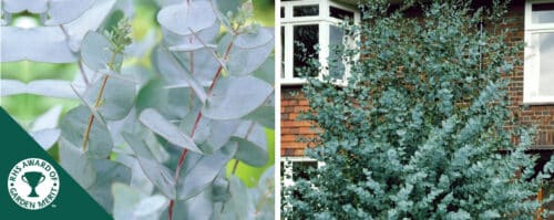 BUY EUCALYPTUS GUNNII TREES ONLINE FROM HOPES GROVE NURSERIES