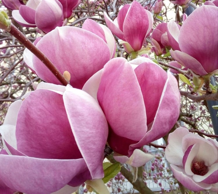 MAGNOLIA SOULANGIANA RUSTICA RUBRA FLOWER DETAIL