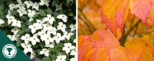 BUY FLOWERING DOGWOOD PLANTS ONLINE FROM HOPES GROVE NURSERIES CORNUS KOUSA CHINENSIS