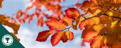 BUY PARROTIA PERSCIA PLANTS ONLINE FROM HOPES GROVE NURSERIES