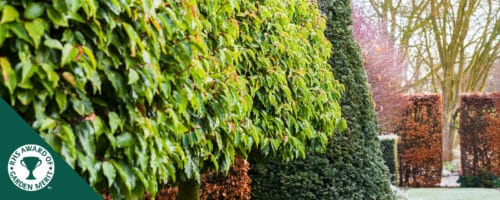 BUY PLEACHED PORTUGAL LAUREL TREES ONLINE FROM HOPES GROVE NURSERIES
