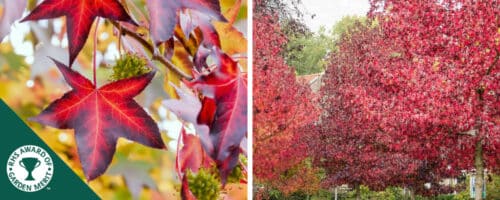 BUY LIQUIDAMBAR STYRACIFLUA WORPLESDON GARDEN TREES ONLINE FROM HOPES GROVE NURSERIES