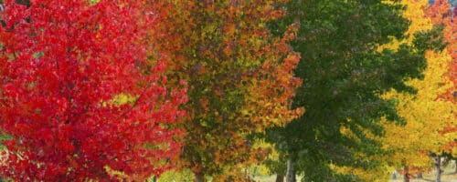 BUY LIQUIDAMBAR STYRACIFLUA GARDEN TREES ONLINE FROM HOPES GROVE NURSERIES