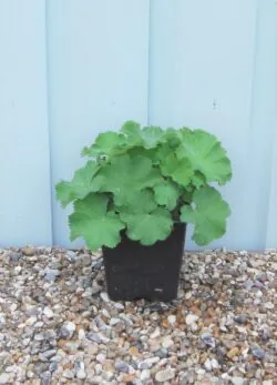 Alchemilla Mollis Potted Ground Cover 6495