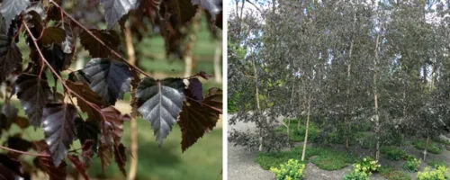 BUY BETULA PENDULA ROYAL FROST GARDEN TREES ONLINE FROM HOPES GROVE NURSERIES
