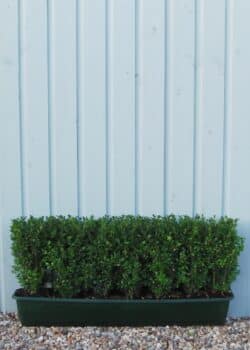 Box Common Instant Hedging 30-35cm 144-0in