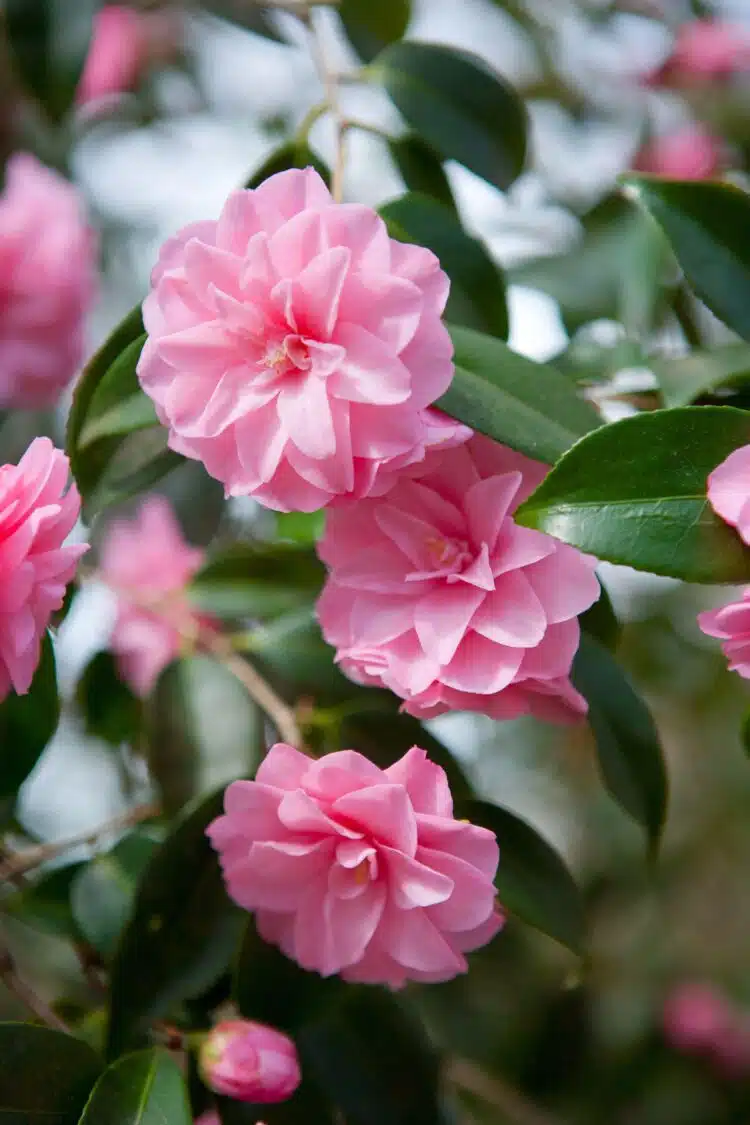 CAMELLIA SPRING FESTIVAL FLOWER DETAIL