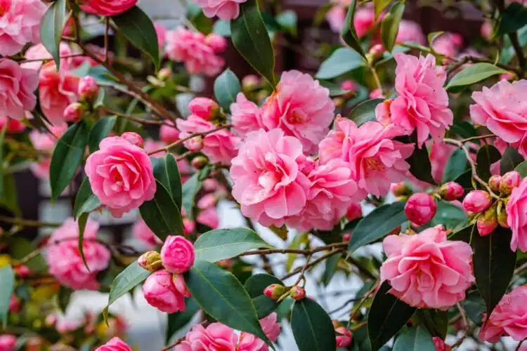 CAMELLIA SPRING FESTIVAL SHRUB IN FLOWER