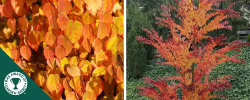 BUY CANDY FLOSS TREES CERCIDIPHYLLUM JAPONICUM ONLINE FROM HOPES GROVE NURSERIES