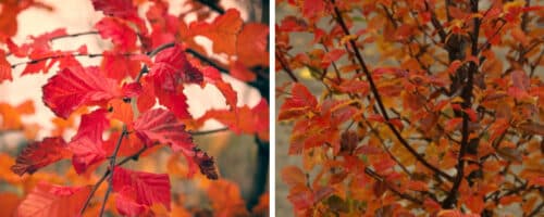 BUY CARPINUS BETULUS ROCKHAMPTON RED GARDEN TREES ONLINE FROM HOPES GROVE NURSERIES