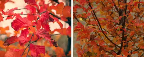 BUY CARPINUS BETULUS ROCKHAMPTON RED GARDEN TREES ONLINE FROM HOPES GROVE NURSERIES