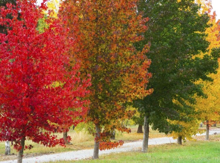 VARYING AUTUMN LEAF COLOURS IN AN AVENUE OF LIQUIDAMBAR STYRACIFLUA TREES