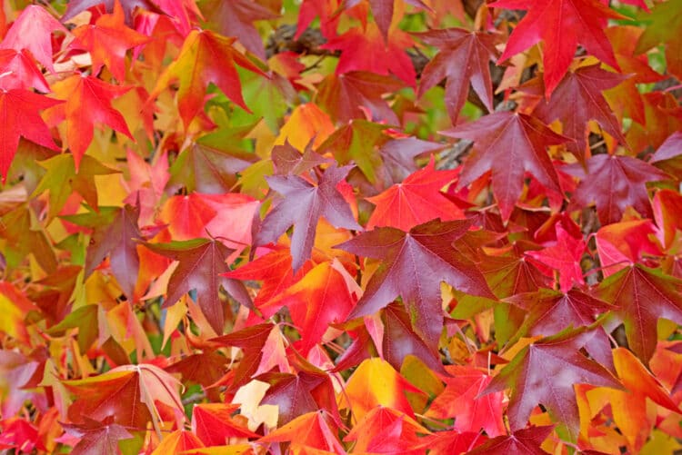 AUTUMN LEAF COLOUR OF THE SWEET GUM, LIQUIDAMBAR STYRACIFLUA