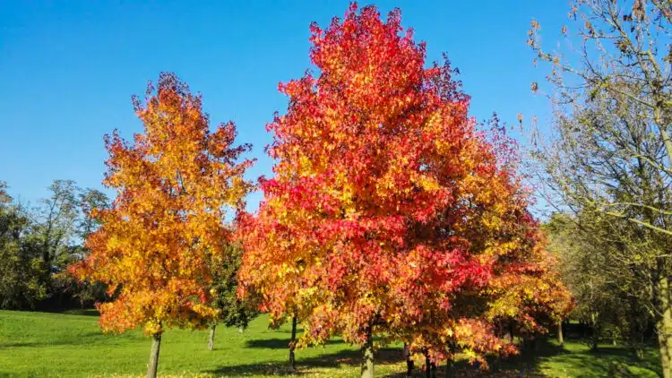 SMALL GROUP OF LIQUIDAMBAR STYRACIFLUA TREES SHOWING AUTUMNAL LEAF COLOURS