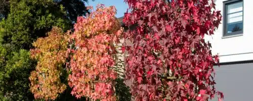 BUY FRESH PLEACHED LIQUIDAMBAR STYRACIFLUA TREES ONLINE FROM HOPES GROVE NURSERIES