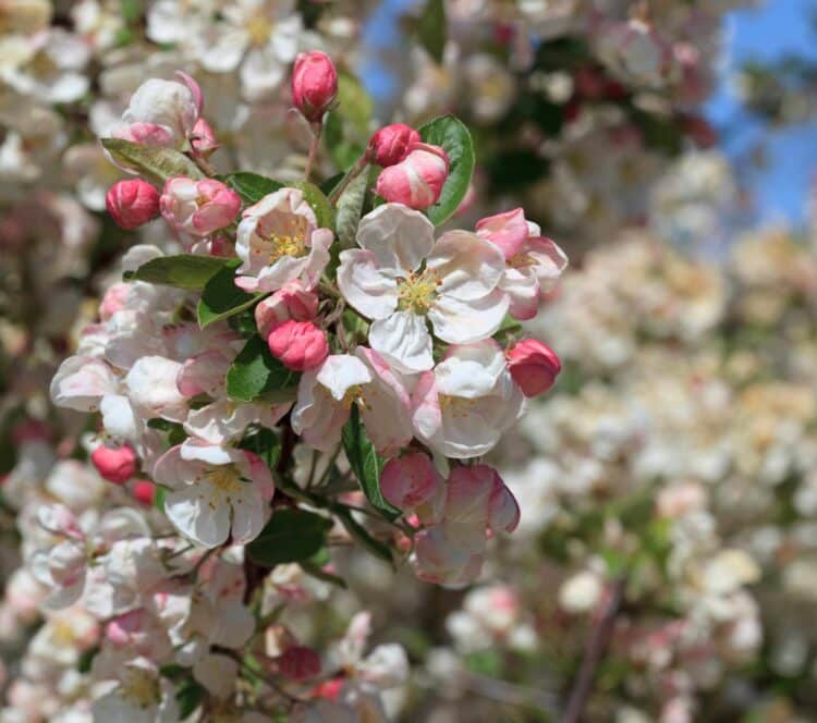 FLOWER DETAIL OF MALUS EVERESTE THE FLOWERING CRABAPPLE