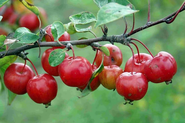 ORNAMENTAL RED FRUITS OF MALUS EVERESTE FLOWERING CRABAPPLE