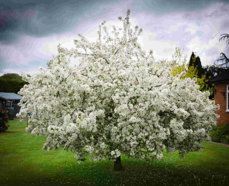 YOUNG MALUS EVERESTE FLOWERING CRABAPPLE TREE IN FULL FLOWER
