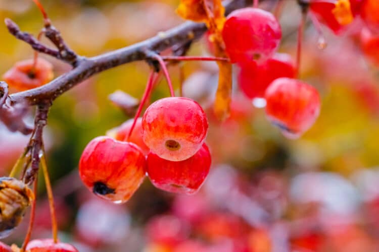 COLOURFUL FRUITS OF MALUS EVERESTE ARE PERSISTENT IN WINTER CARCHING THE WINTER SUNLIGHT