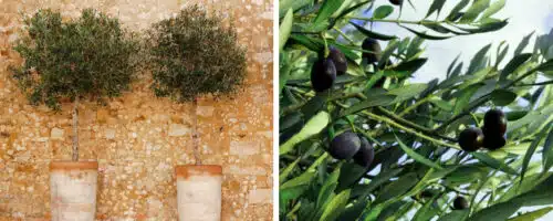 BUY OLIVE TREE TOPIARY PLANTS ONLINE FROM HOPES GROVE NURSERIES