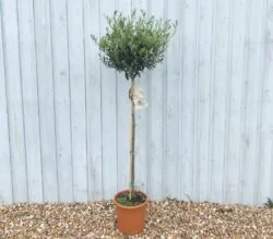 Olive Tree Potted Topiary 150cm 60-0in