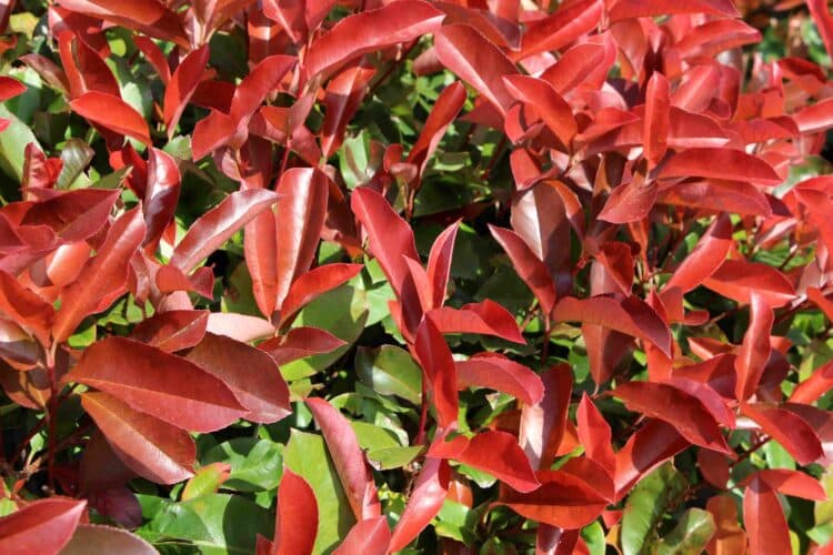 YOUNG RED FOLIAGE OF PHOTINIA RED ROBIN