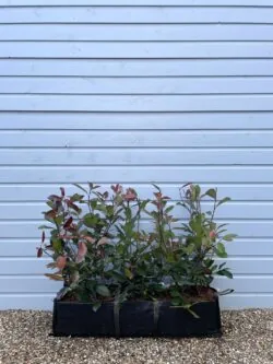 Photinia Red Robin Instant Hedging 60-90cm 24-36in