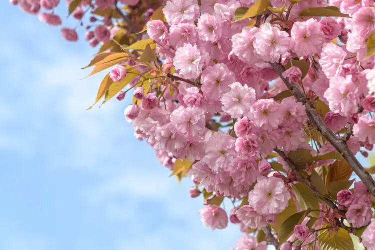 MANY PINK FLOWERS ON THE BRANCHES OF A KANZAN FLOWERING CHERRY PRUNUS KANZAN
