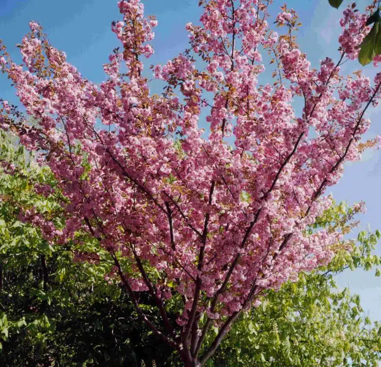 GOBLET SHAPED PRUNUS KANZAN TREE IN FLOWER