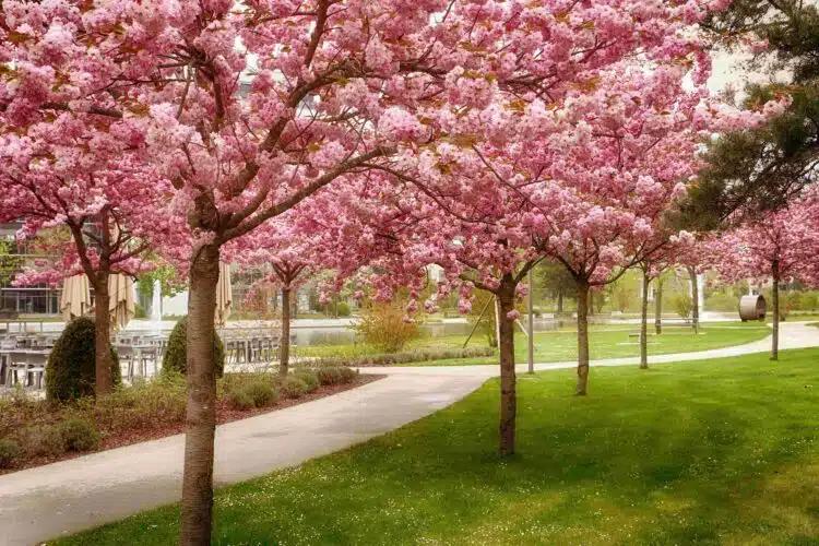 AVENUE OF PRUNUS KANZAN FLOWERING CHERRY TREES IN FLOWER