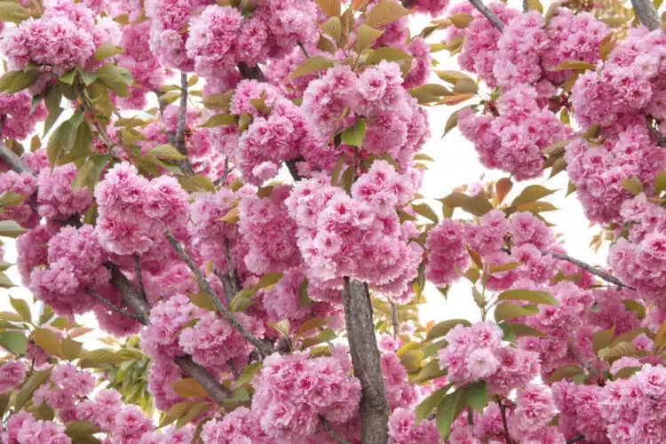 FLOWER DETAIL OF THE KANZAN FLOWERING CHERRY PRUNUS KANZAN