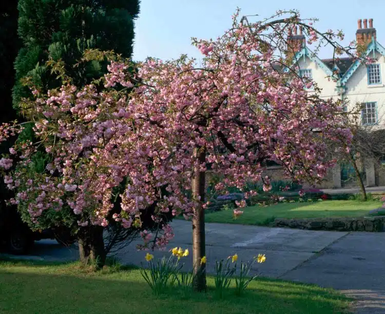 MATURE CHEALS WEEPING CHERRY IN FLOWER