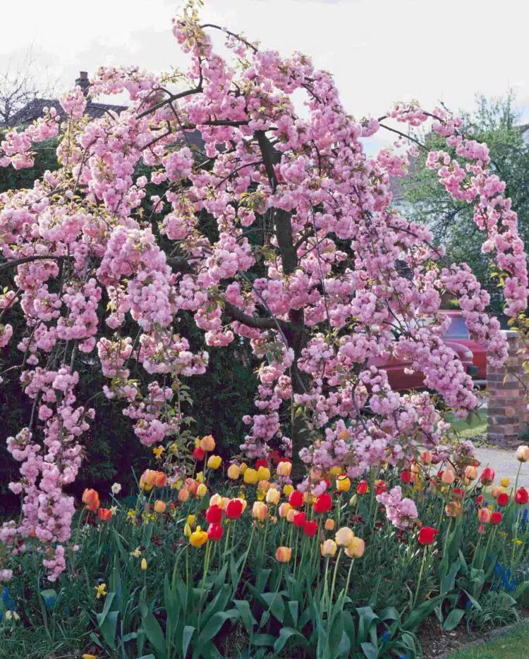 PROFUSION OF PINK FLOWERS ON MATURE CHEALS WEEPING CHERRY PRUNUS KIDU SHIDARE ZAKURA