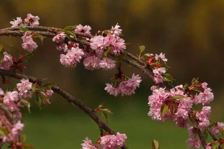 FLOWER AND STEM DETAIL OF CHEALS WEEPING CHERRY