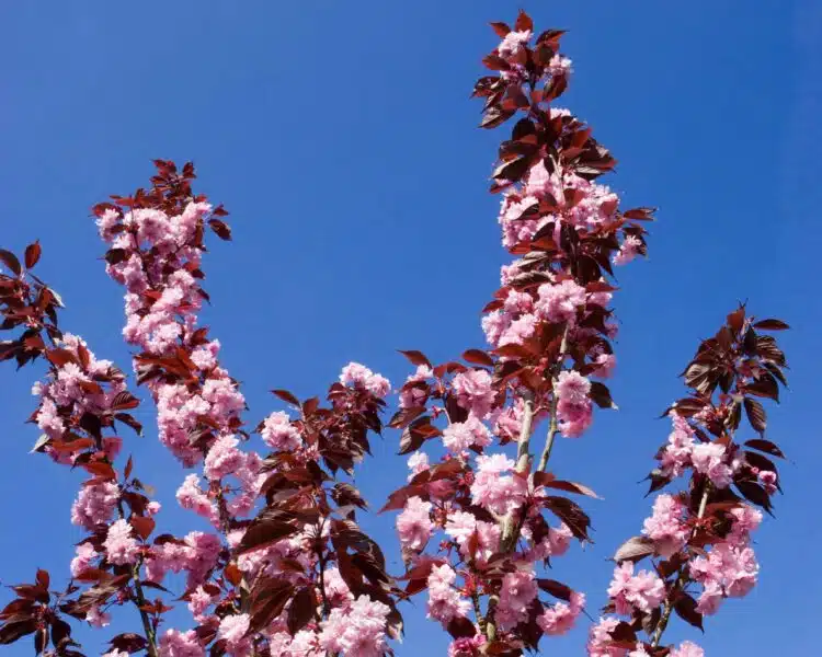 PINK FLOWERS AND PURPLE FOLIAGE OF PRUNUS ROYAL BURGUNDY AGAINST A BLUE SKY