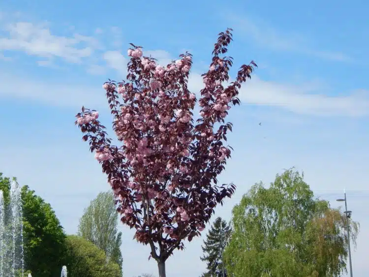 YOUNG ROYAL BURGUNDY CHERRY TREE IN FLOWER