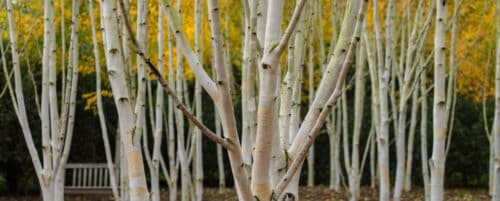 BUY BETULA UTILIS JACQUEMONTII HIMALAYAN BIRCH GARDEN TREES ONLINE FROM HOPES GROVE NURSERIES