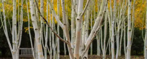 BUY BETULA UTILIS JACQUEMONTII HIMALAYAN BIRCH GARDEN TREES ONLINE FROM HOPES GROVE NURSERIES