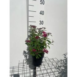 Spiraea Japonica Anthony Waterer Potted Shrubs 8609
