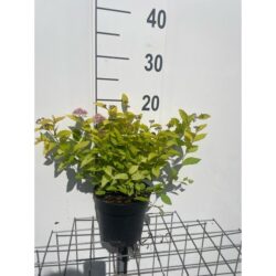 Spiraea Japonica Goldflame Potted Shrubs 8610