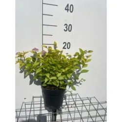 Spiraea Japonica Goldflame Potted Shrubs 8610
