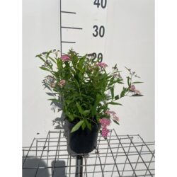 Spiraea Japonica Shirobana Potted Shrubs 8611