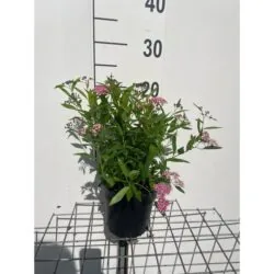 Spiraea Japonica Shirobana Potted Shrubs 8611