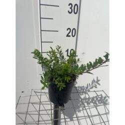 Spiraea Nipponica Snowmound Potted Shrubs 8612
